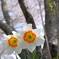 花と華