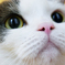 ねこのマルク