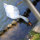 白鳥の食事