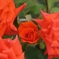 rose21