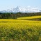 鳥海山と菜の花のコラボレーション