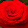 RED　ROSE
