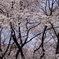 花見