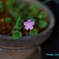一輪の花