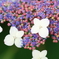 花便り　- 額紫陽花の戦略 -