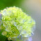 彩・紫陽花