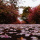桜花爛漫。