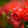 薔薇
