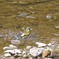 水浴び中のカワラヒワ