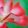 ROSE　１０