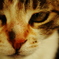 ねこ