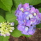 親子紫陽花