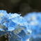 水色紫陽花