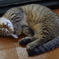 ねんねこ