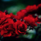 La Vie en rose　３
