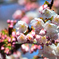 桜満開前