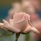 ピンクの薔薇