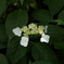 山紫陽花　１