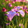 夕暮れ時の菖蒲