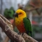 ナナイロメキシコインコ