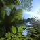rainforest