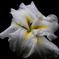 花菖蒲　No.1