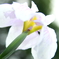 花菖蒲　No.2