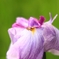 花菖蒲　No.3