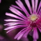 ラメの花