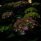 夜の紫陽花