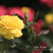 薔薇