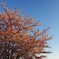 夕暮れのさくら