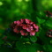 Hydrangea Ⅱ