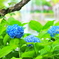 紫陽花