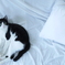 ソファの猫と白いシーツ