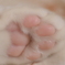 ふんわりにくきゅう