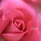 ばら-Pink-