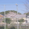 さくら