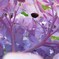 紫陽花ドーム