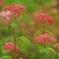 小紫陽花