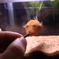 20120613_ミウルス_餌やり_0002