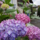梅雨は嫌いだけど、紫陽花は好き。