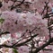 簪桜