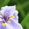 花菖蒲　