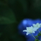 白い輝き