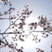 太陽と桜