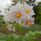馬鈴薯の花
