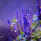 blue salvia