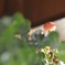 petite rose