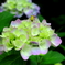 紫陽花と昆虫